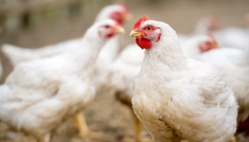 Group of white free range chickens in a coop.