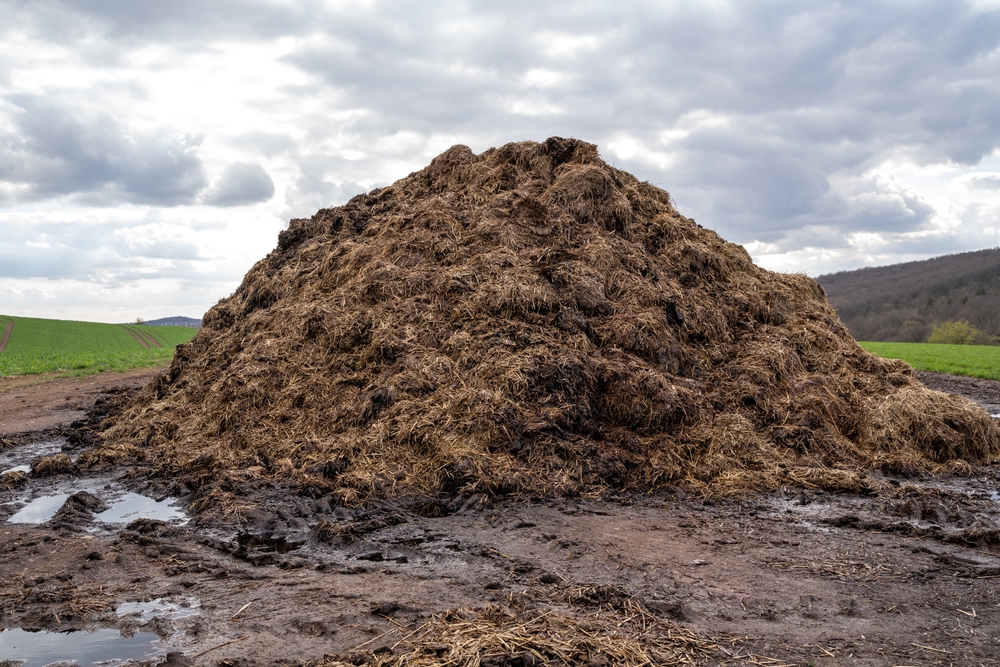 Massive pile of manure in a country field.