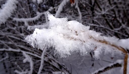 Frost flower on a branch weather phenomena.