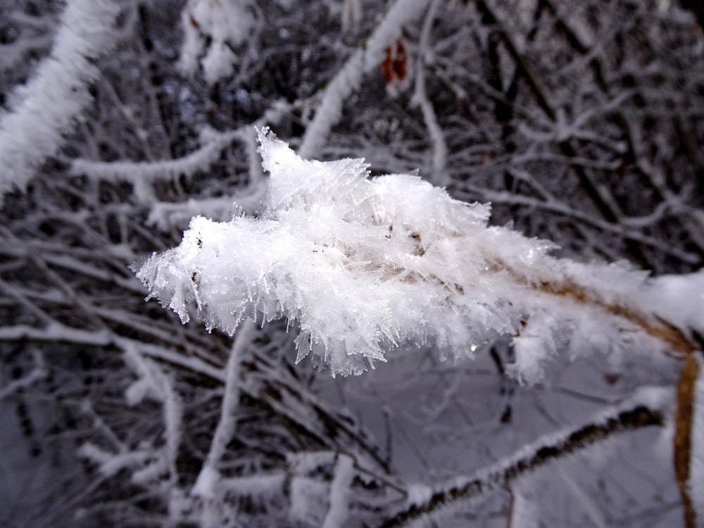 Frost flower on a branch weather phenomena.