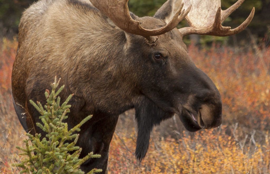 Brown bull moose standing in a field.