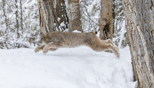 Lynx running in a snowy forest.