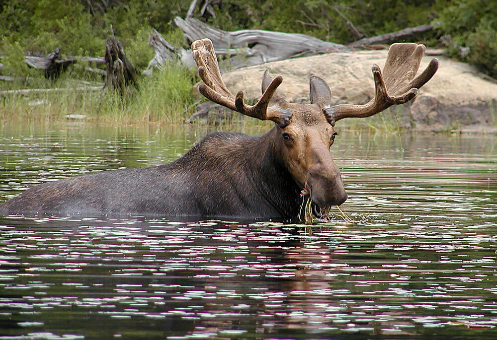 Brown bull moose almost fully in a lake eating grass.