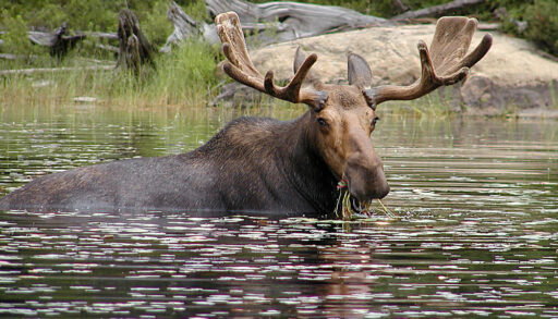 Brown bull moose almost fully in a lake eating grass.
