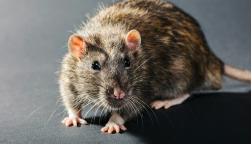 Close-up of a grey rat on a black background.