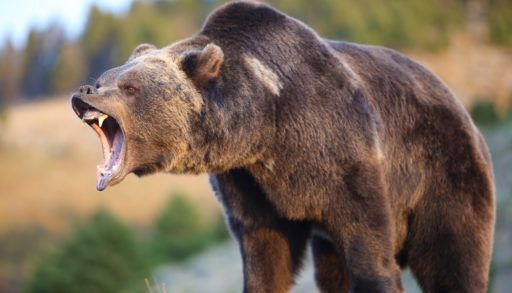 Brown grizzly bear growling in a forest.