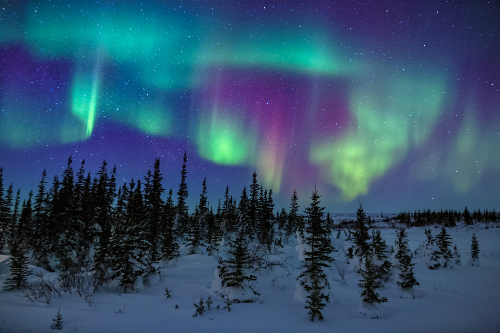 Vivid and colourful Northern lights above a forest of snowy pine trees.