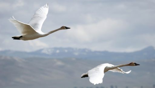 A pari of white trumpeter swans flying against a mountain landscape.