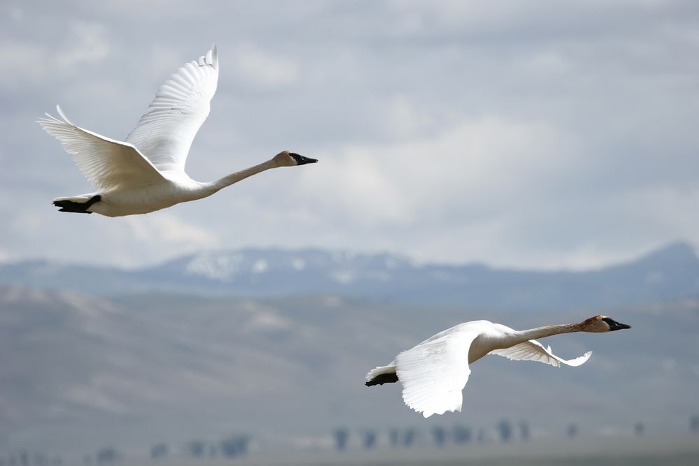 A pari of white trumpeter swans flying against a mountain landscape.