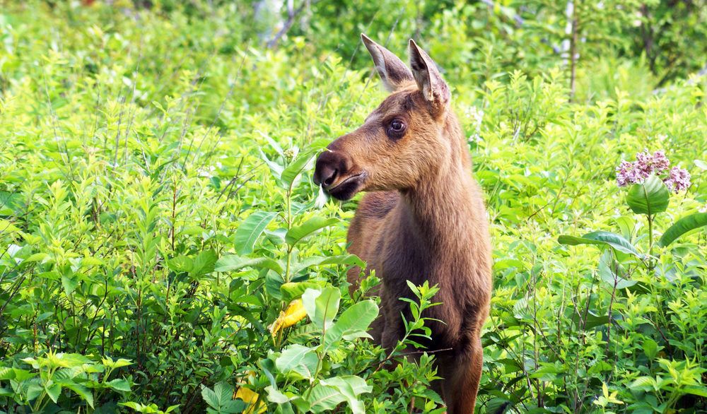 Moose calf in tall grass in Algonquin Park, Ontario, Canada.