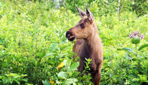 Moose calf in tall grass in Algonquin Park, Ontario, Canada.