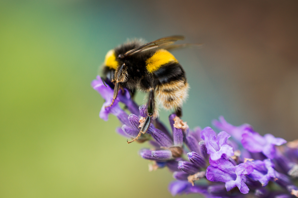 Isolated bumblebee on a purple flower with a blurred background.