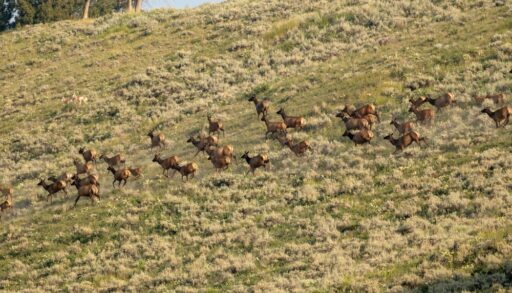 Spooked elk running across a field.