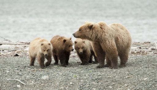 An adult grizzly bear and her three cubs walking on the shore of a lake.