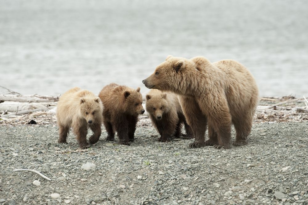 An adult grizzly bear and her three cubs walking on the shore of a lake.