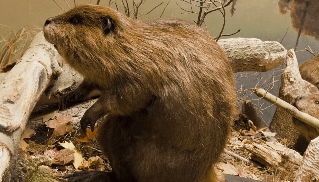 keep beavers away from trees
