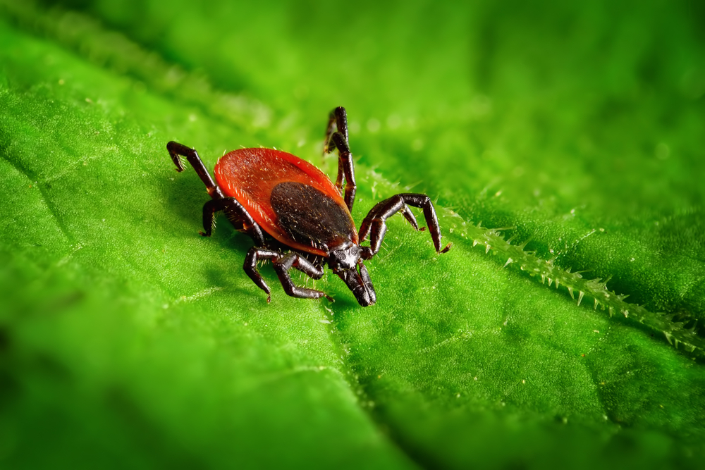 Close-up of a red and black tick on a green leaf.