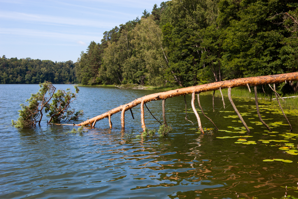 Fallen tree that has landed in a lake bordered by other trees.