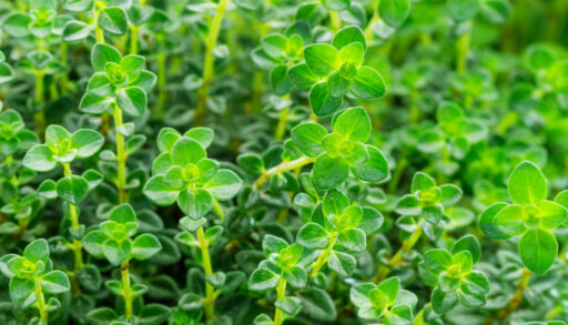 Close-up of green lemon thyme plant.