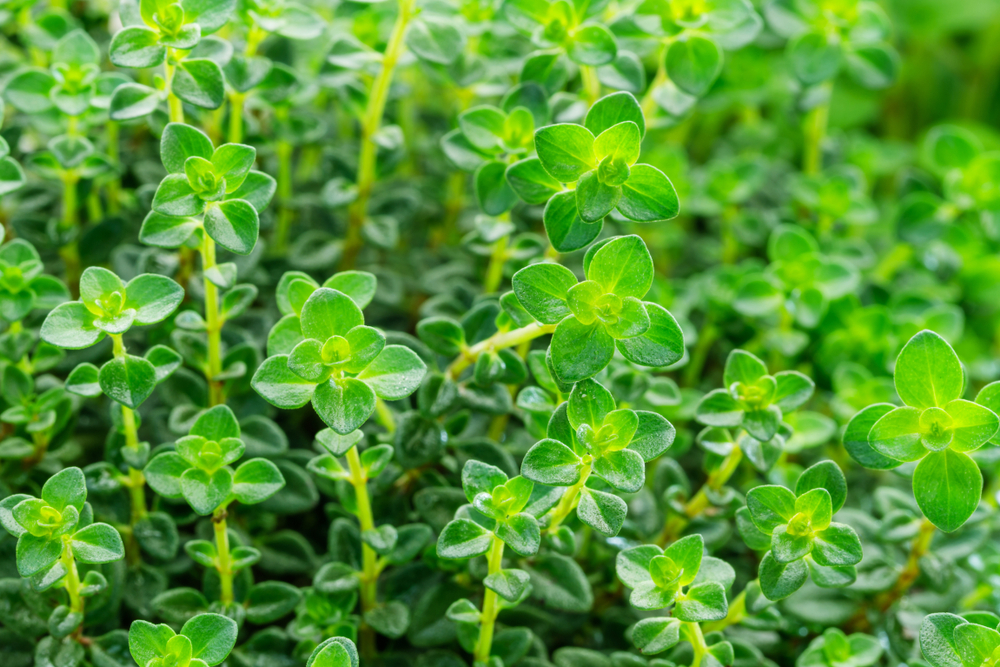 Close-up of green lemon thyme plant.