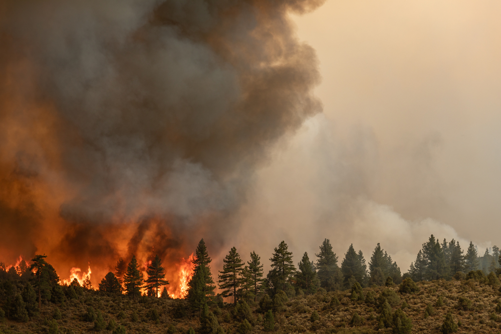 Wildfire burning through a forest with smoke rising above.