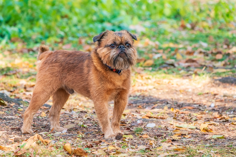 Brussels Griffon dog for a walk in a park with fall foliage surrounding.