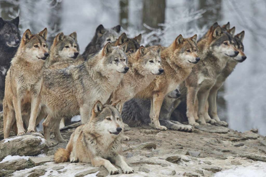 Wold pack on a large rock in a forest.