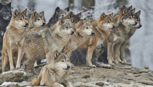 Wold pack on a large rock in a forest.