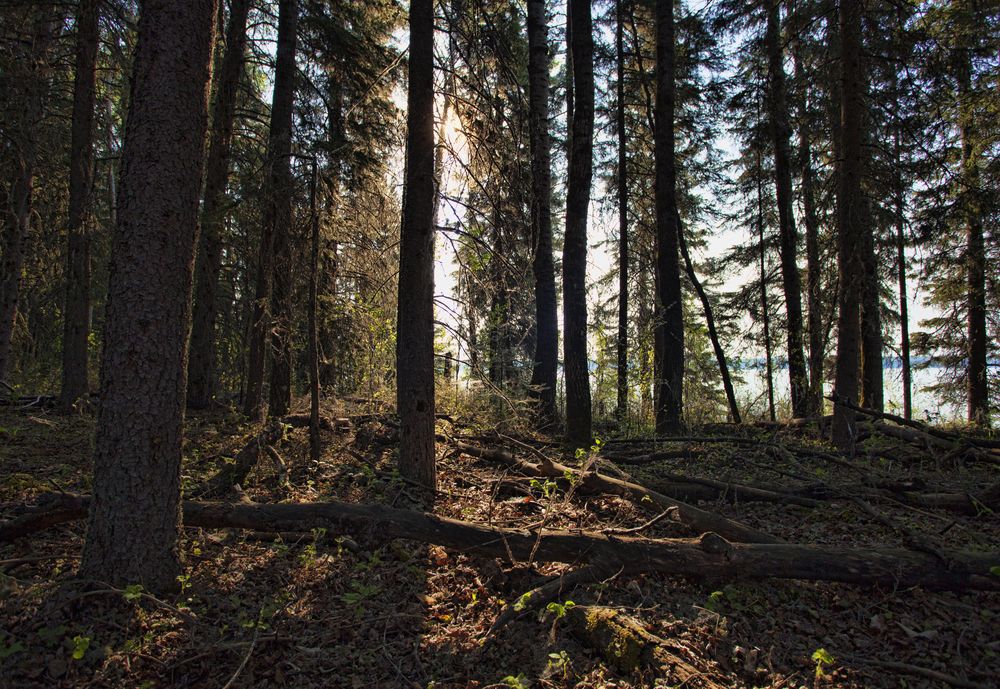 Light peering through trees in a forest.