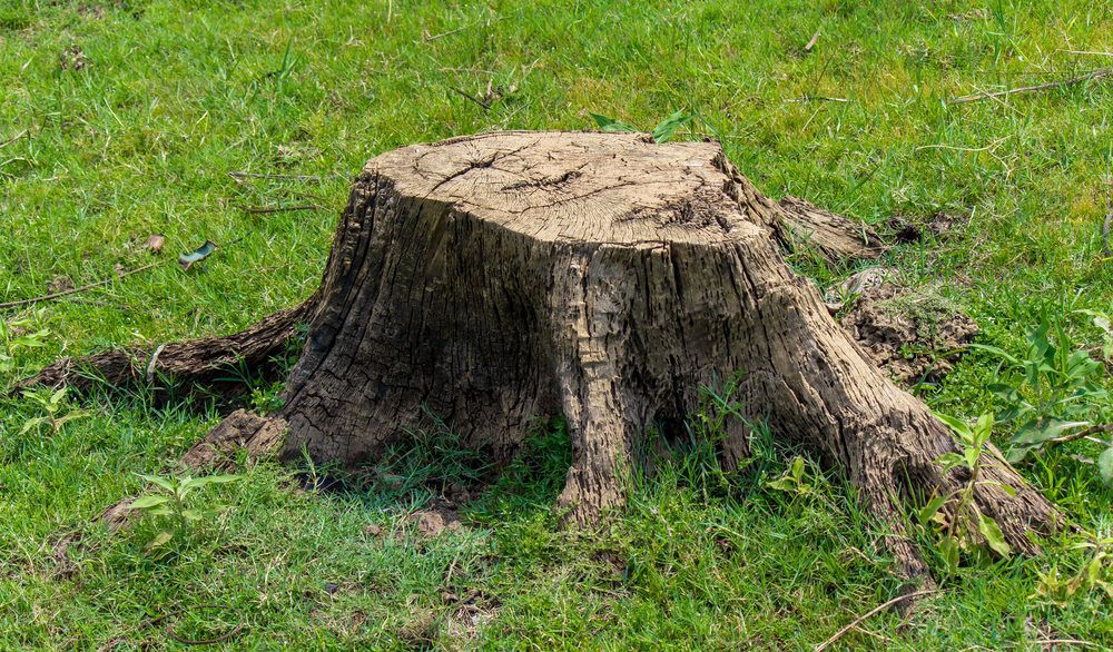 Lone tree stump in green grass.