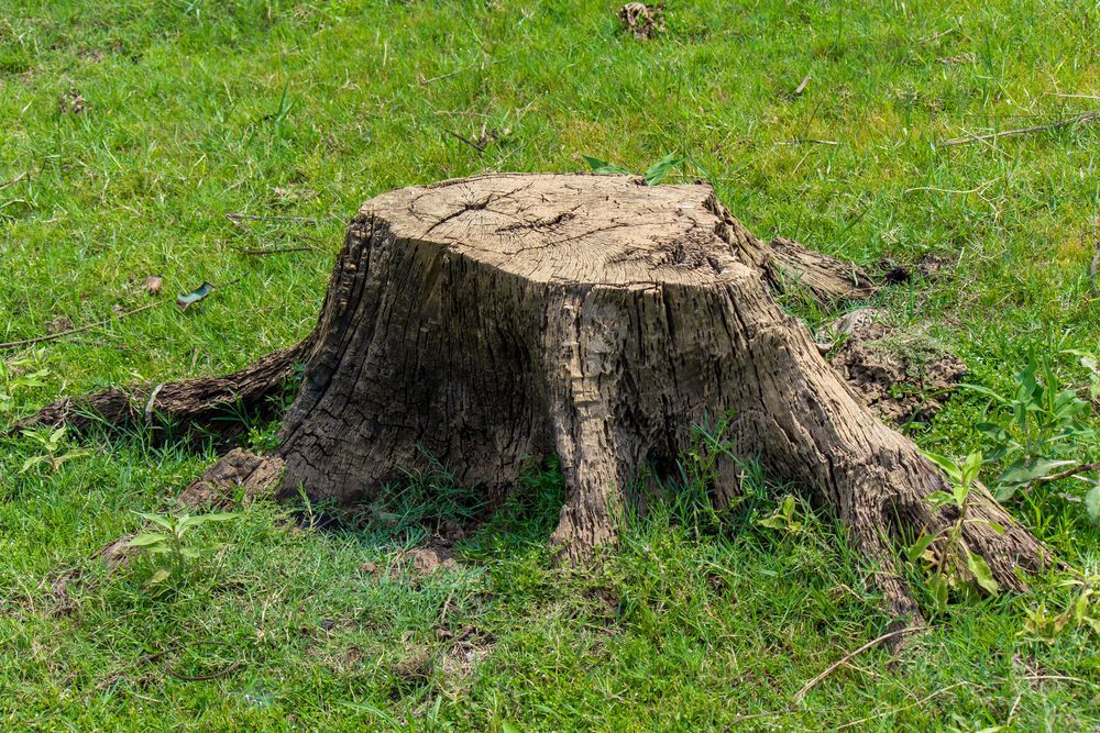 Lone tree stump in green grass.