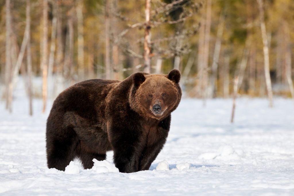 Grizzly bear standing in the snow.