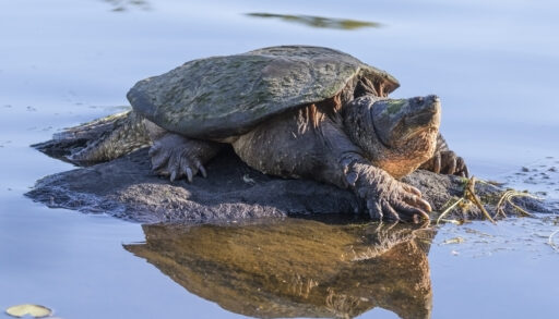Common snapping turtle on a small rock island partly in water in Ontario, Canada.