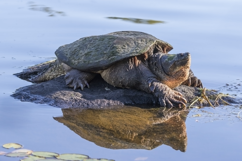 Common snapping turtle on a small rock island partly in water in Ontario, Canada.