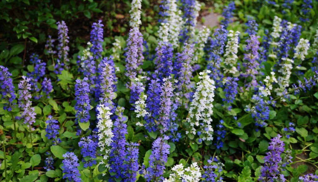 Ajuga