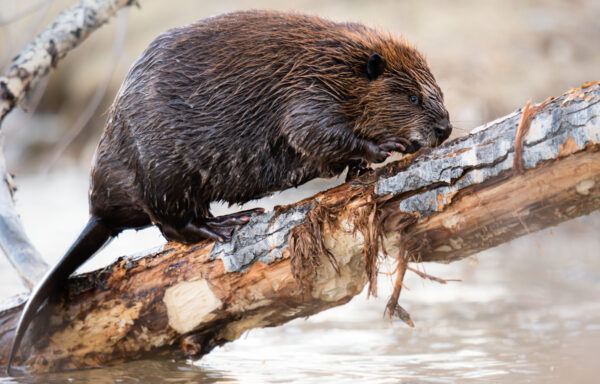 5 reasons why the beaver represents Canada perfectly - Cottage Life