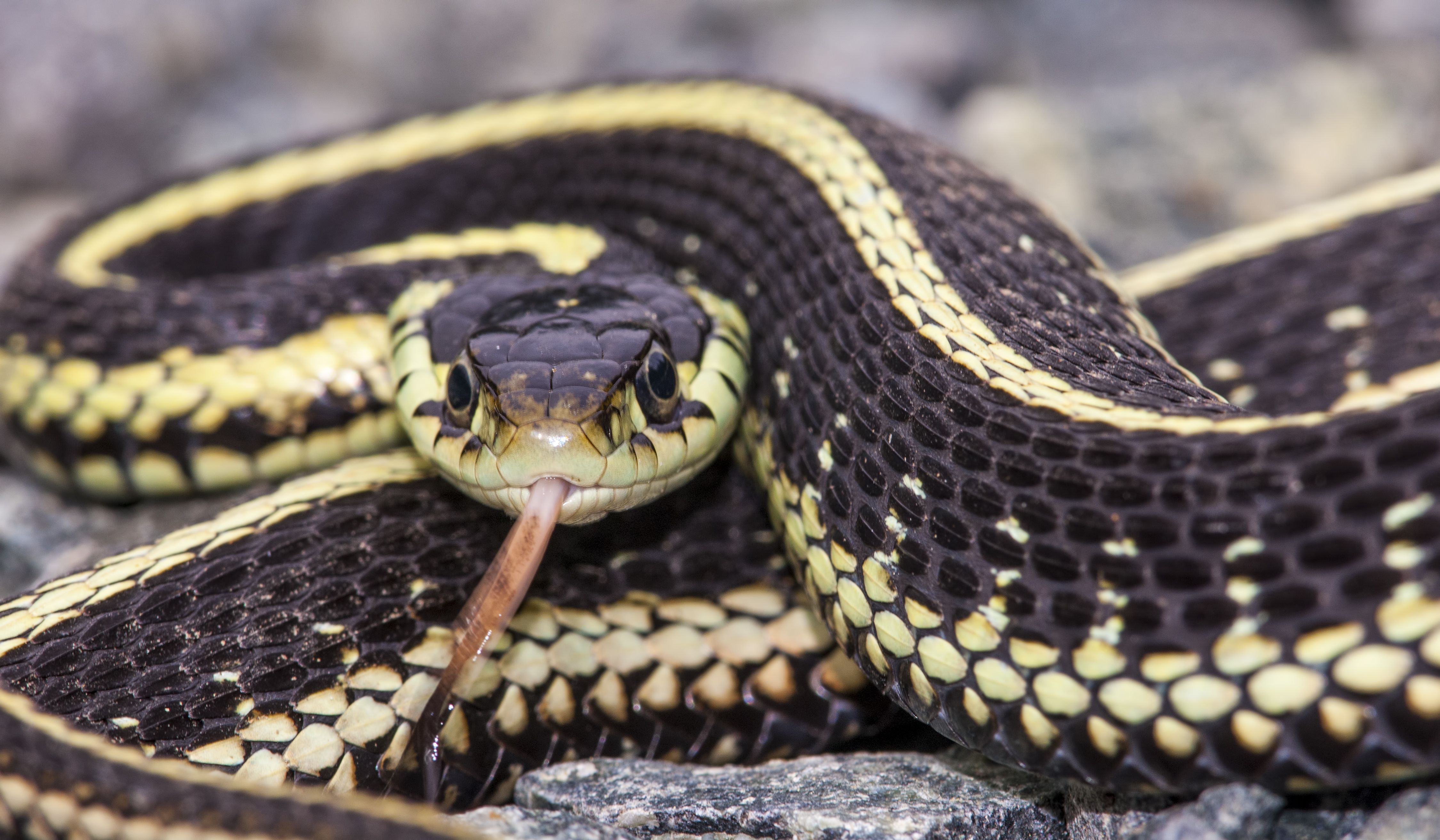 15 surprising facts about Canada's snakes - Cottage Life
