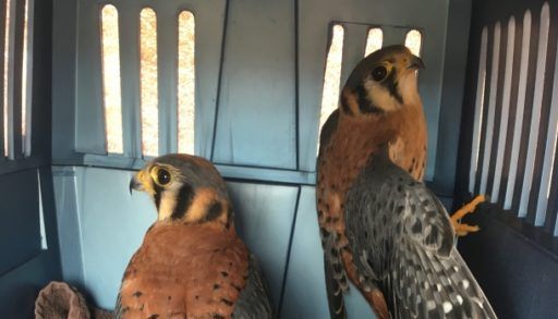 kestrel chicks released