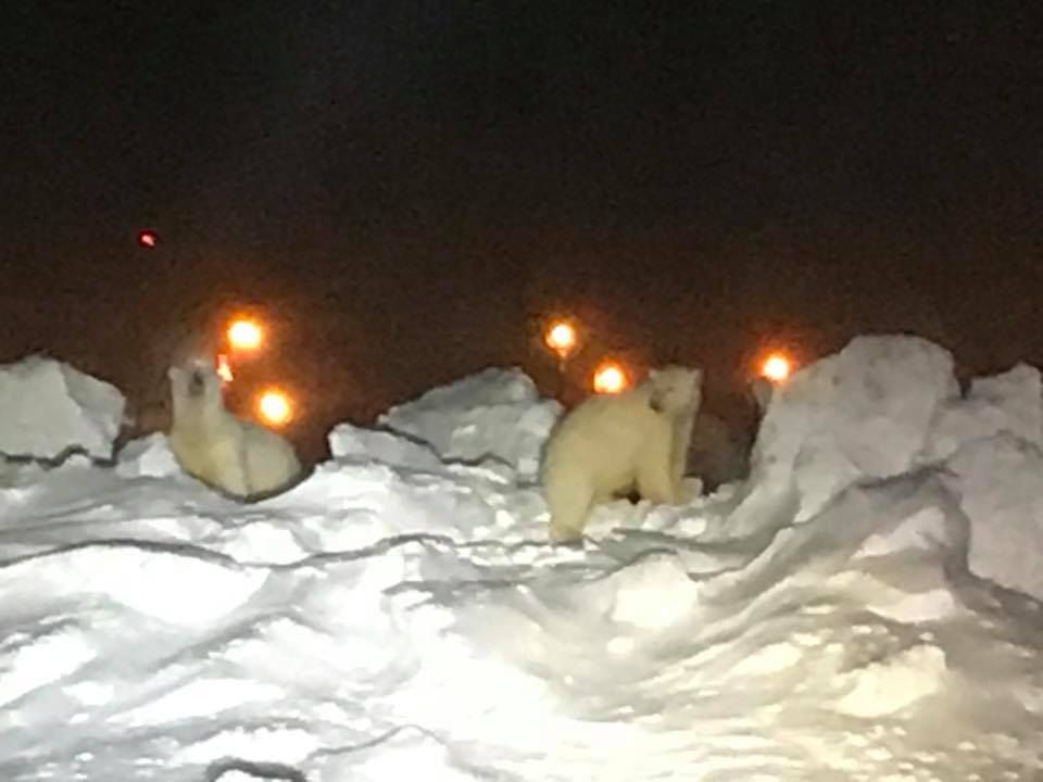Polar bears on the runway