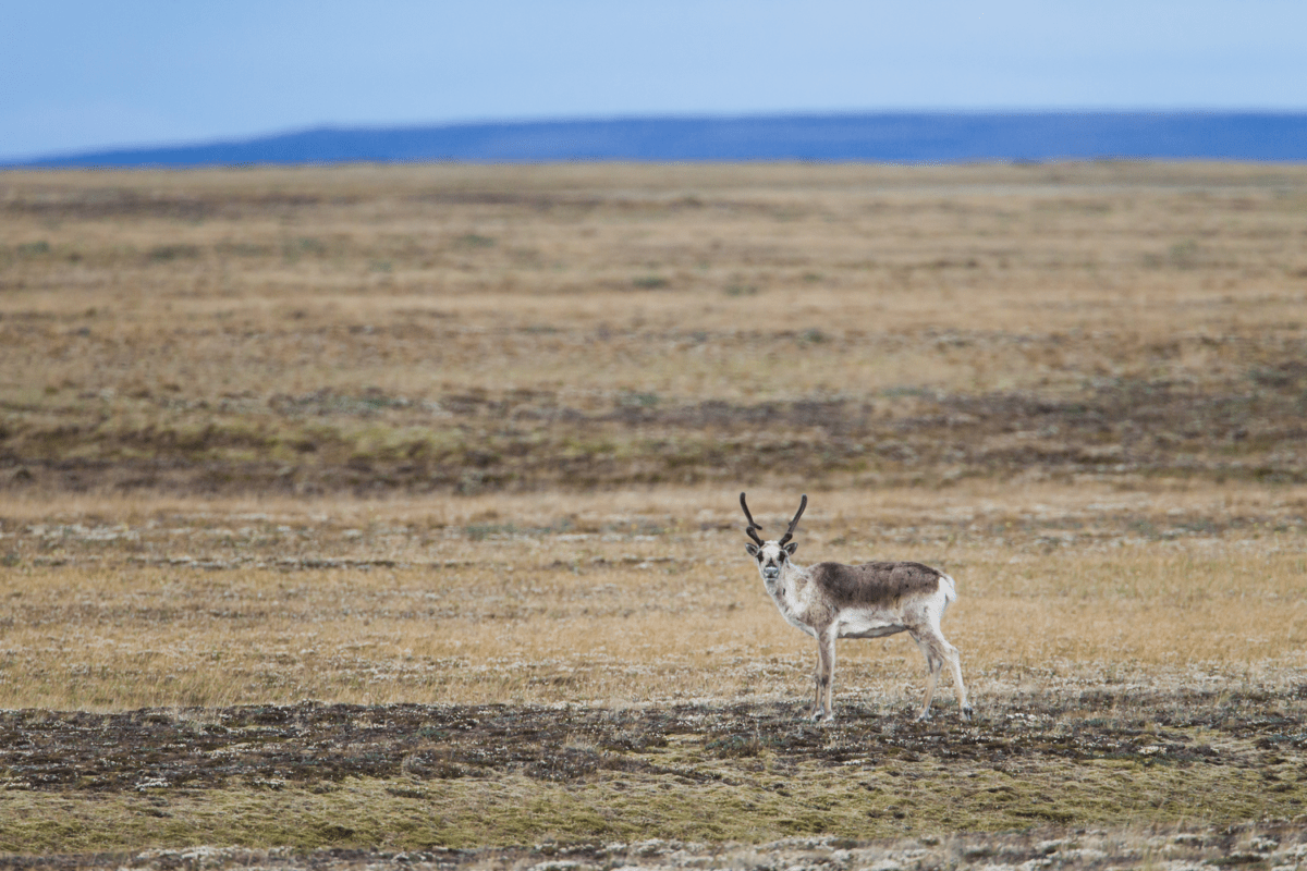 caribou herd endangered