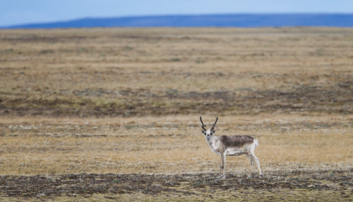 caribou herd endangered