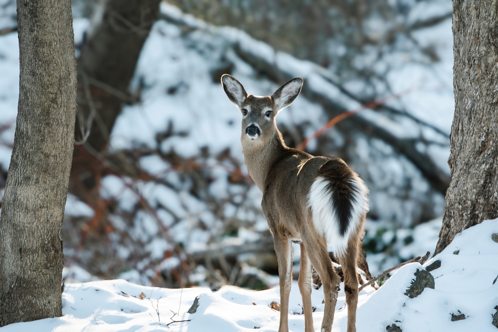 A white-tailed deer standing in a snowy forest.