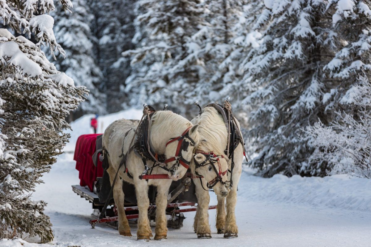 Horses in a wintry park