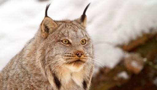 Close view of a Canada lynx with a snowy background