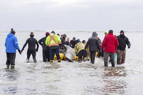 Whale stranded in NS