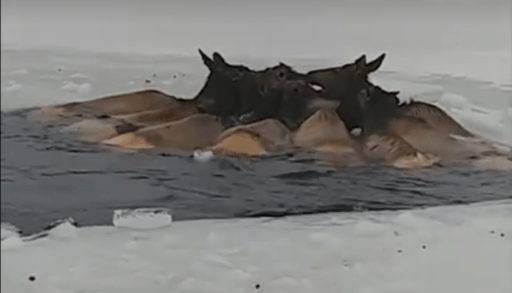 Elk stuck in a reservoir
