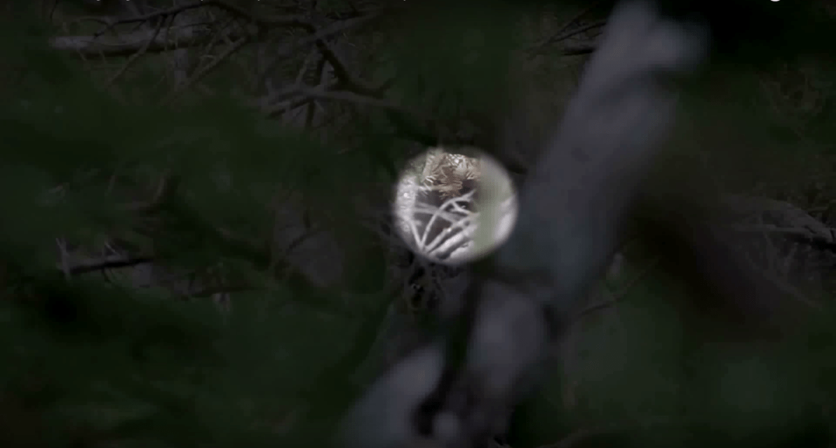 Zoomed-in shot on blurry hairy form in the forest