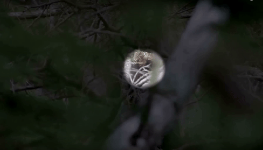 Zoomed-in shot on blurry hairy form in the forest