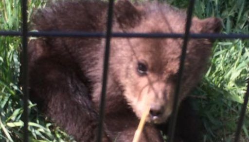 Baby bear in a cage