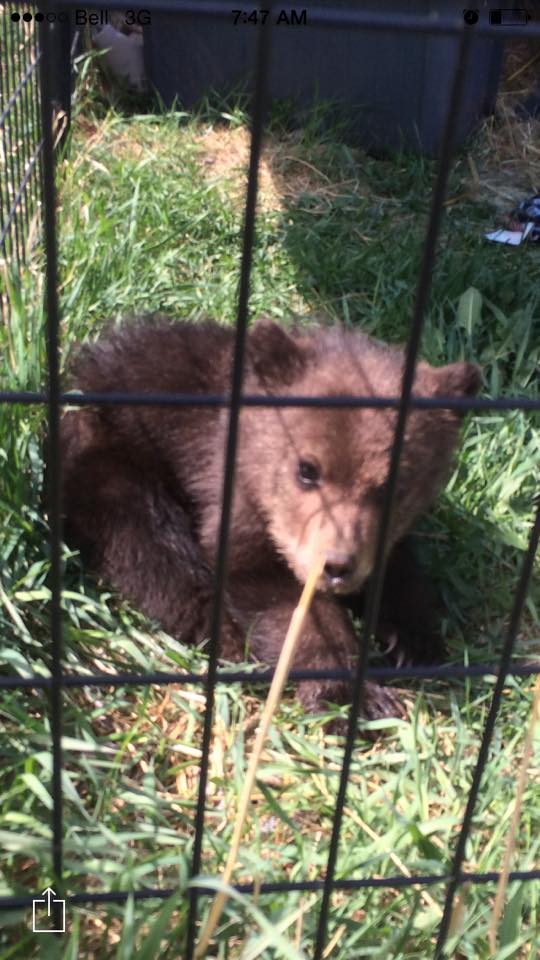 Baby bear in a cage